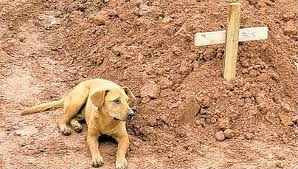 Dog and Grave