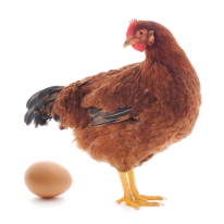 hen with egg isolated on white